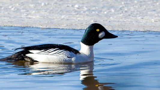Klein und gefährlich