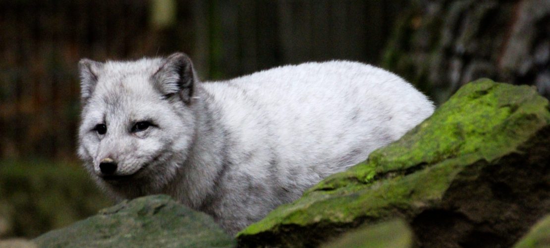 Leben in eisiger Kälte