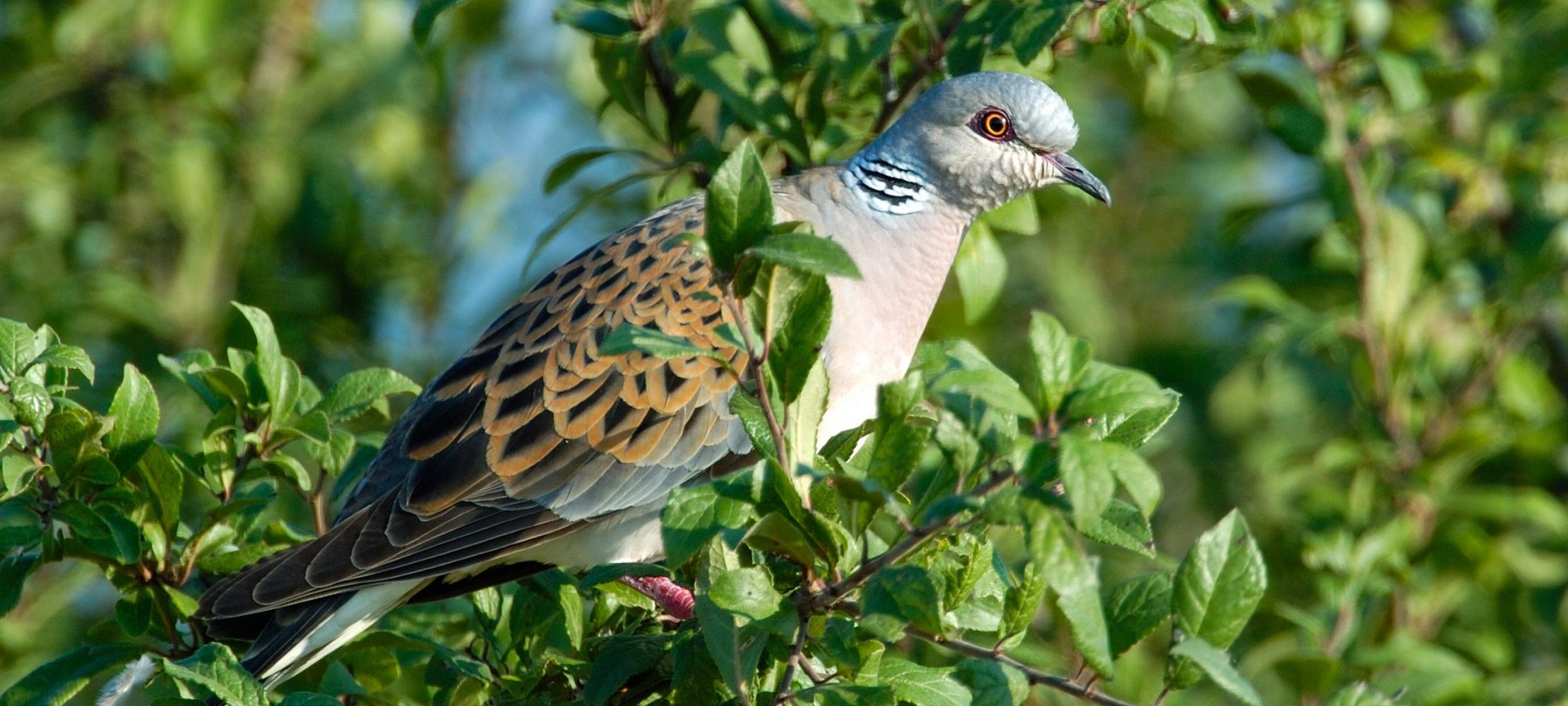 Wahre Turteltäubchen | Duda.news, image size:2220x1000