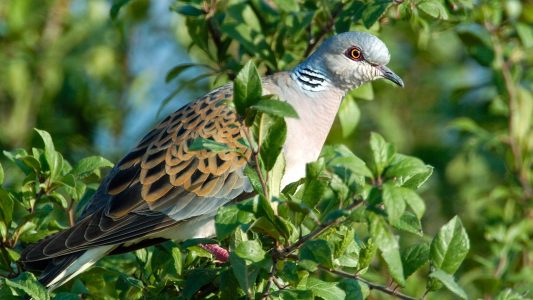 Wahre Turteltäubchen