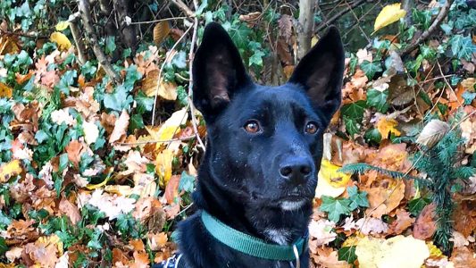 Familienmitglied aus Rumänien 