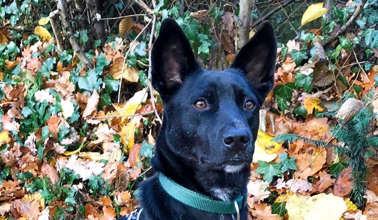 Familienmitglied aus Rumänien 