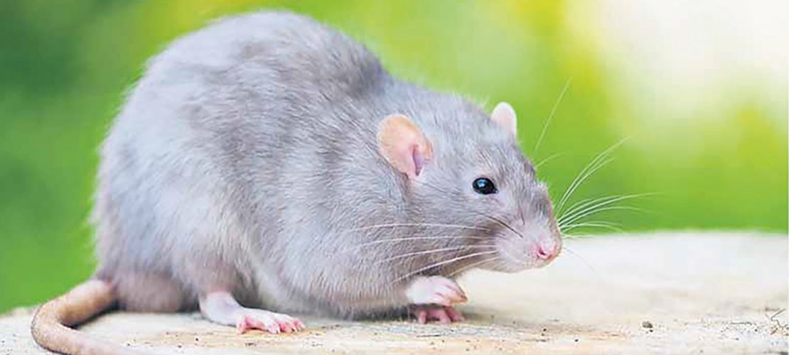 Auf der Rhein-Autobahn