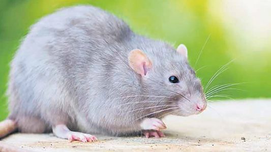 Auf der Rhein-Autobahn