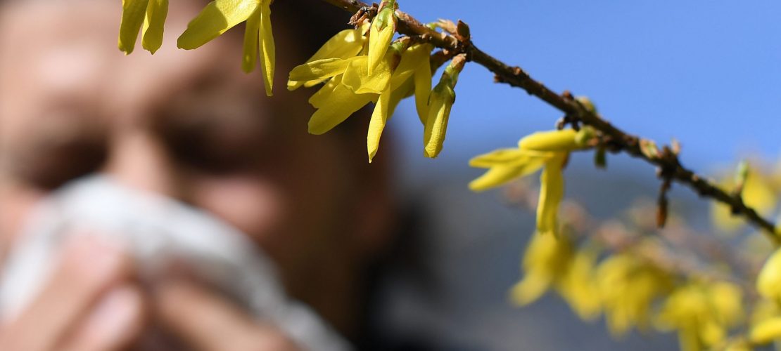 Haaaaaaatschi! – Pflanzen, Blüten, Gräser
