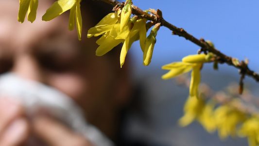Haaaaaaatschi! – Pflanzen, Blüten, Gräser