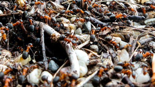 Kleine Ameise – Große Reise