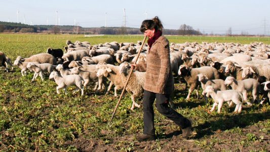 Unterwegs mit Schäferin Viola