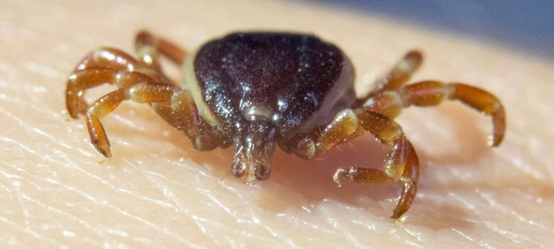 Achtung, Zeckenalarm! 