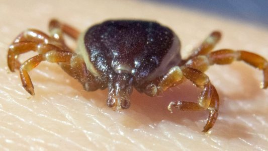 Achtung, Zeckenalarm! 