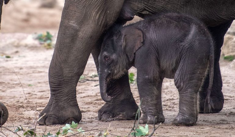 Neue Bewohnerin im Kölner Zoo