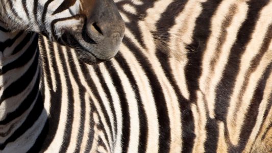 Das große Verstecken