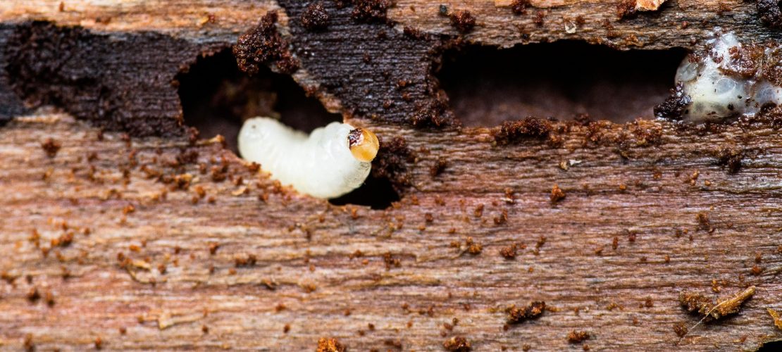 Traurige Wälder