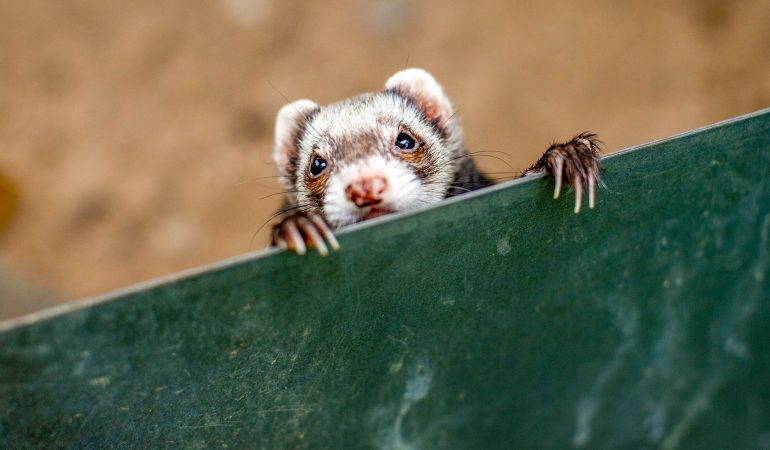 Tierisch gute Teamarbeit