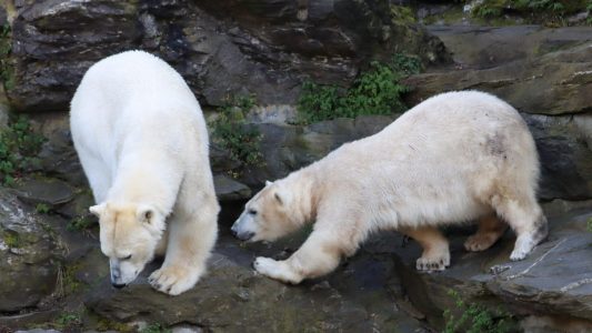 Je kälter, desto größer