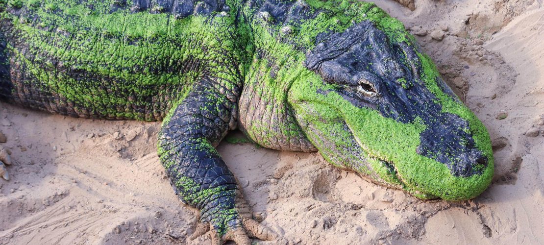 Gefährlich und liebevoll