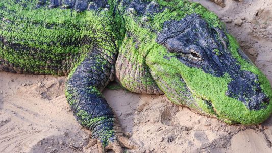 Gefährlich und liebevoll