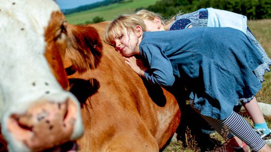 Mit Kühen kuscheln