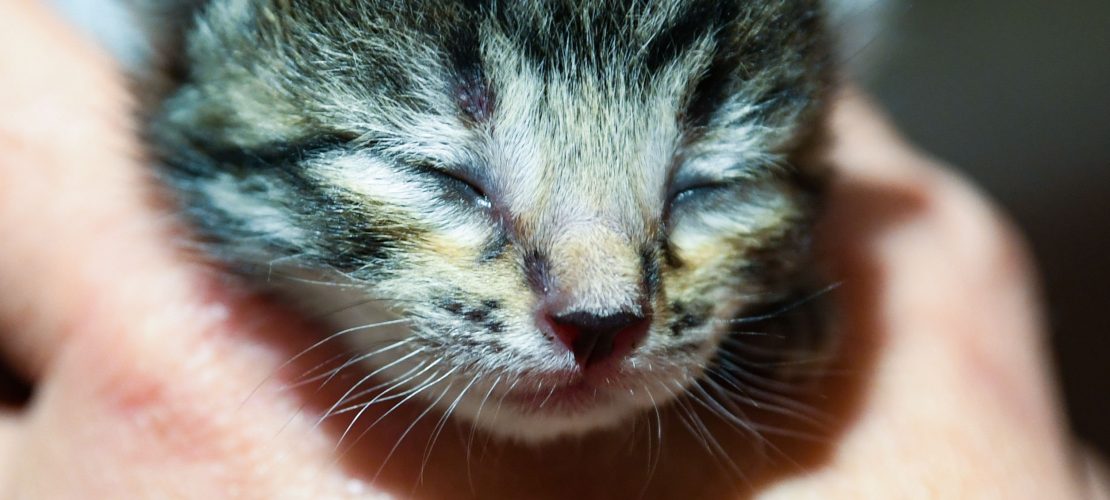 Eine in jedem vierten Haushalt