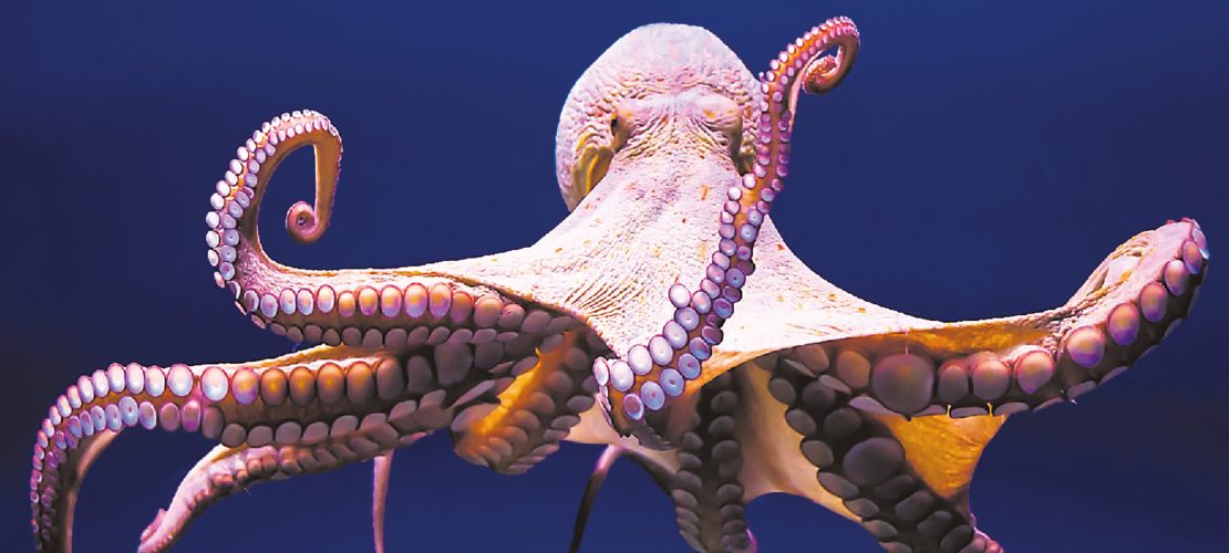 Natürliche Erfindungen