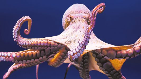 Natürliche Erfindungen