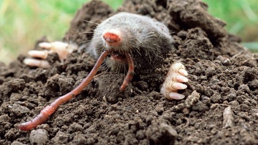 Einmal Schlammbad, bitte!