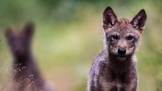 Vater, Mutter, Kind … Wolf!