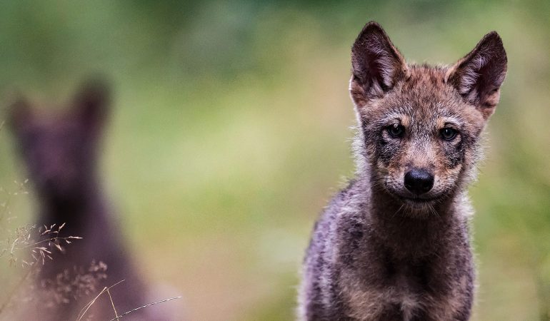 Vater, Mutter, Kind … Wolf!