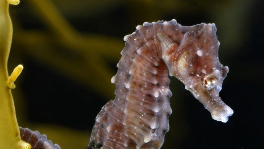 Seltenes Seepferdchen