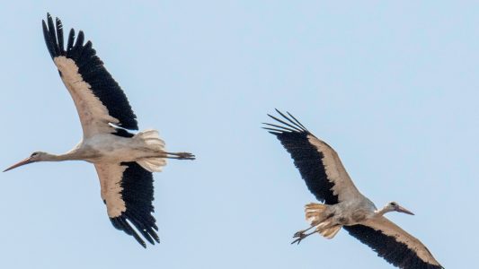 Flügelschläge Richtung Süden 