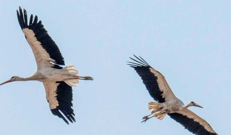 Flügelschläge Richtung Süden 