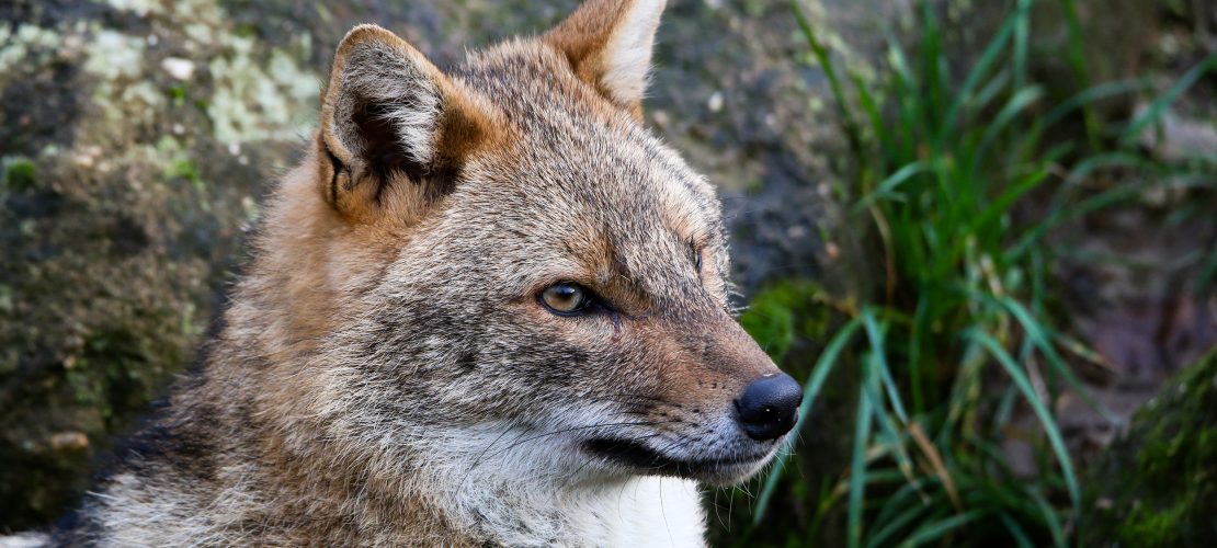 Weder Fuchs noch Wolf