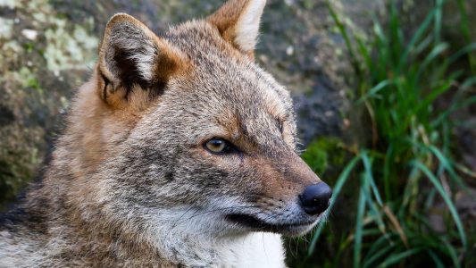 Weder Fuchs noch Wolf