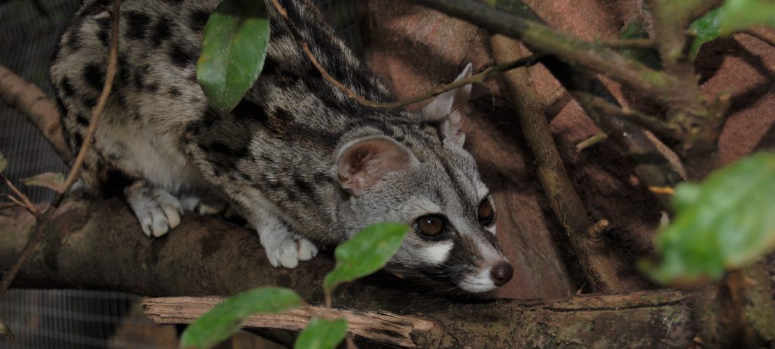 Raubtiere mit süßer Stupsnase