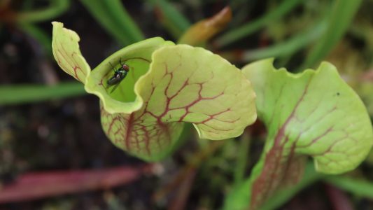 Ungewöhnliche Fleischfresser