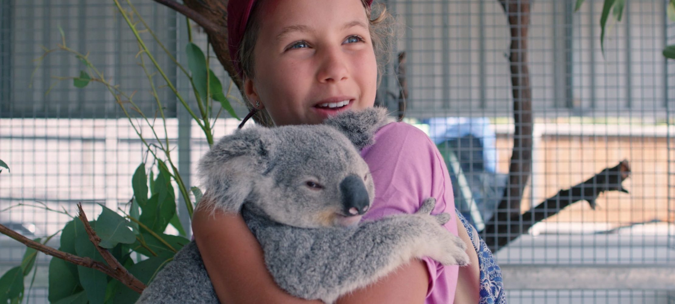 Junge Koala-Flsterin | Duda.news
