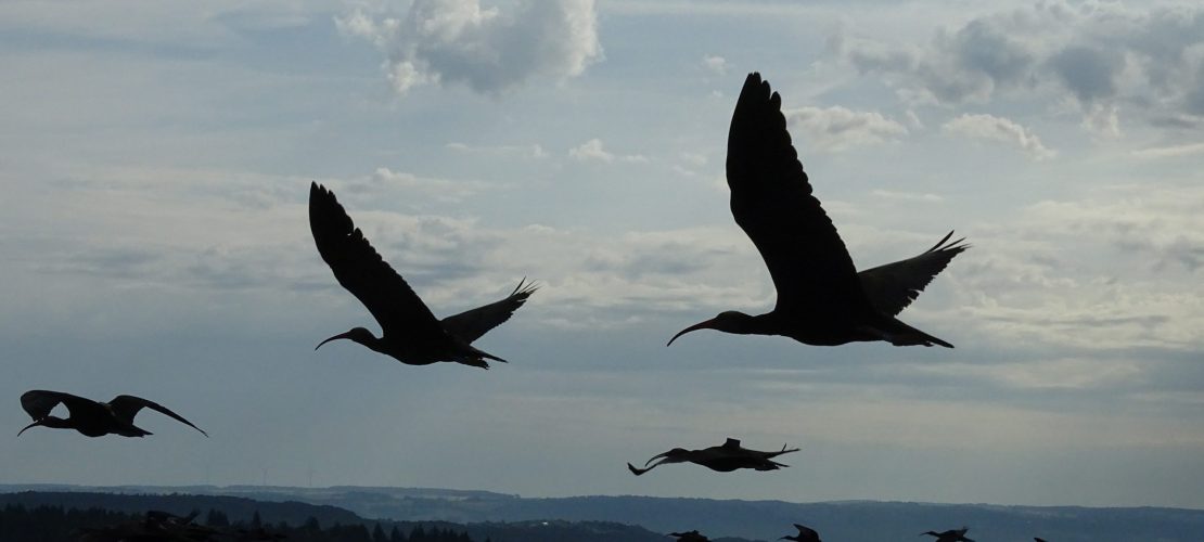 Fliegen lernen