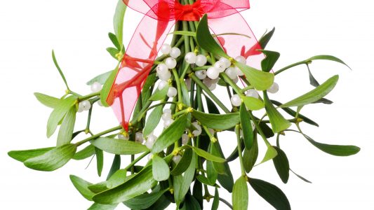 Zutat für den Zaubertrank