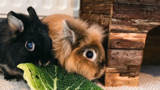 Ein Tier auf der Wunschliste