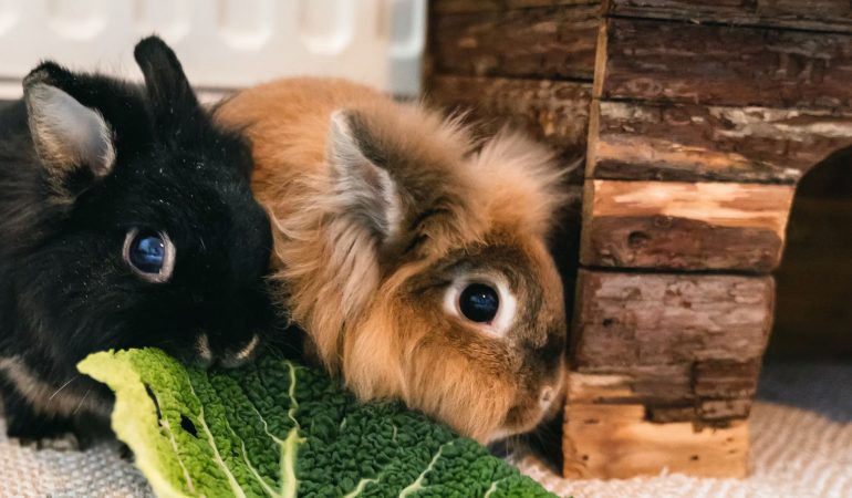 Ein Tier auf der Wunschliste