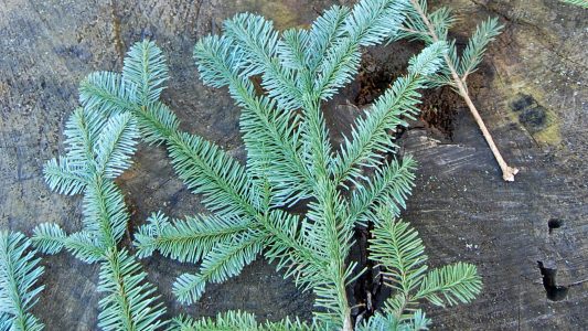 Zeit für Tannenbäume