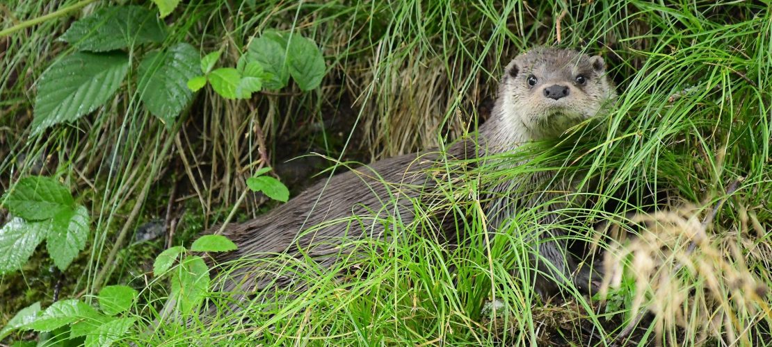 Meister im Schwimmen