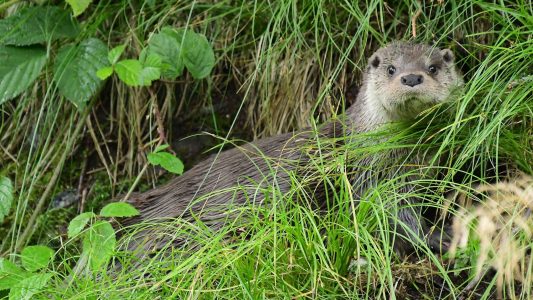 Meister im Schwimmen