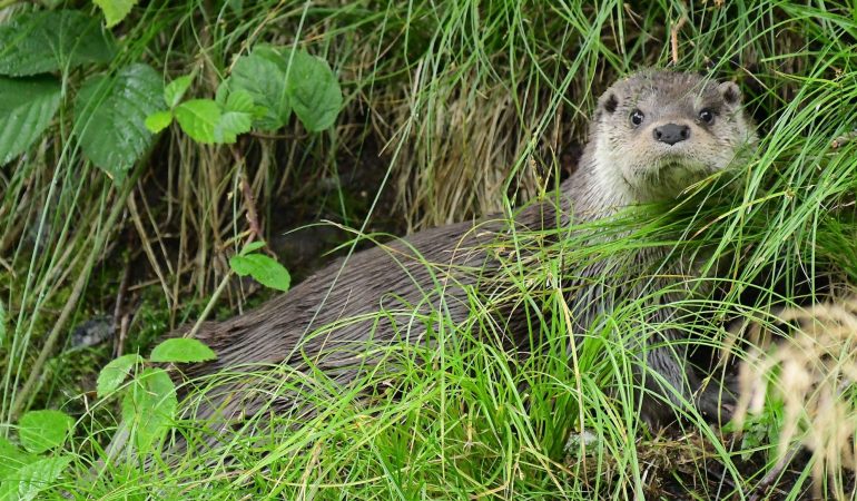 Meister im Schwimmen