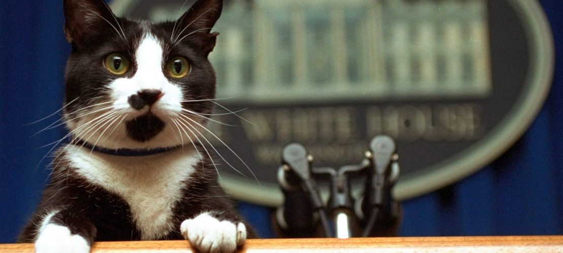 Vom Tierheim ins Weiße Haus