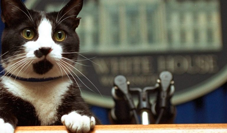 Vom Tierheim ins Weiße Haus