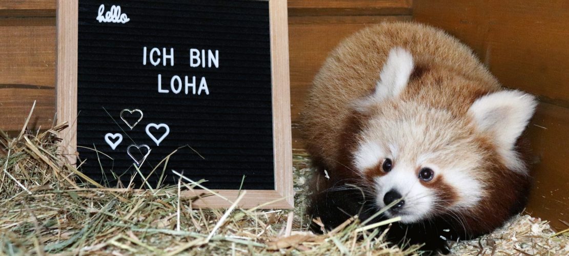 Hallo Loha!