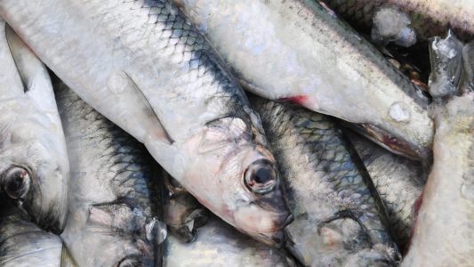 Das Silber der Meere