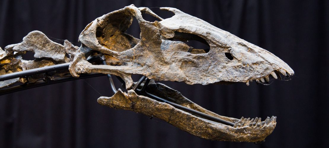 Knochen aus einer anderen Zeit