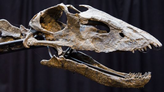 Knochen aus einer anderen Zeit